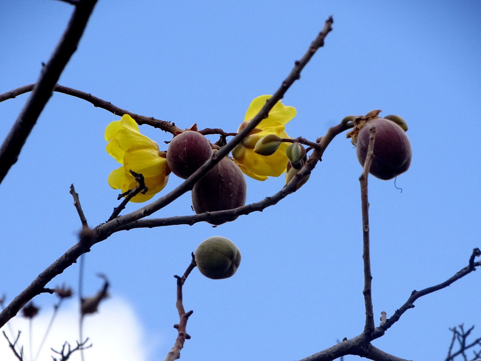 Cochlospermum vitifolium
